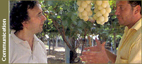 Antoine Guccione et Salvatore Ragusa de Bio Delta dans un vignoble de Quaglio en Sicile